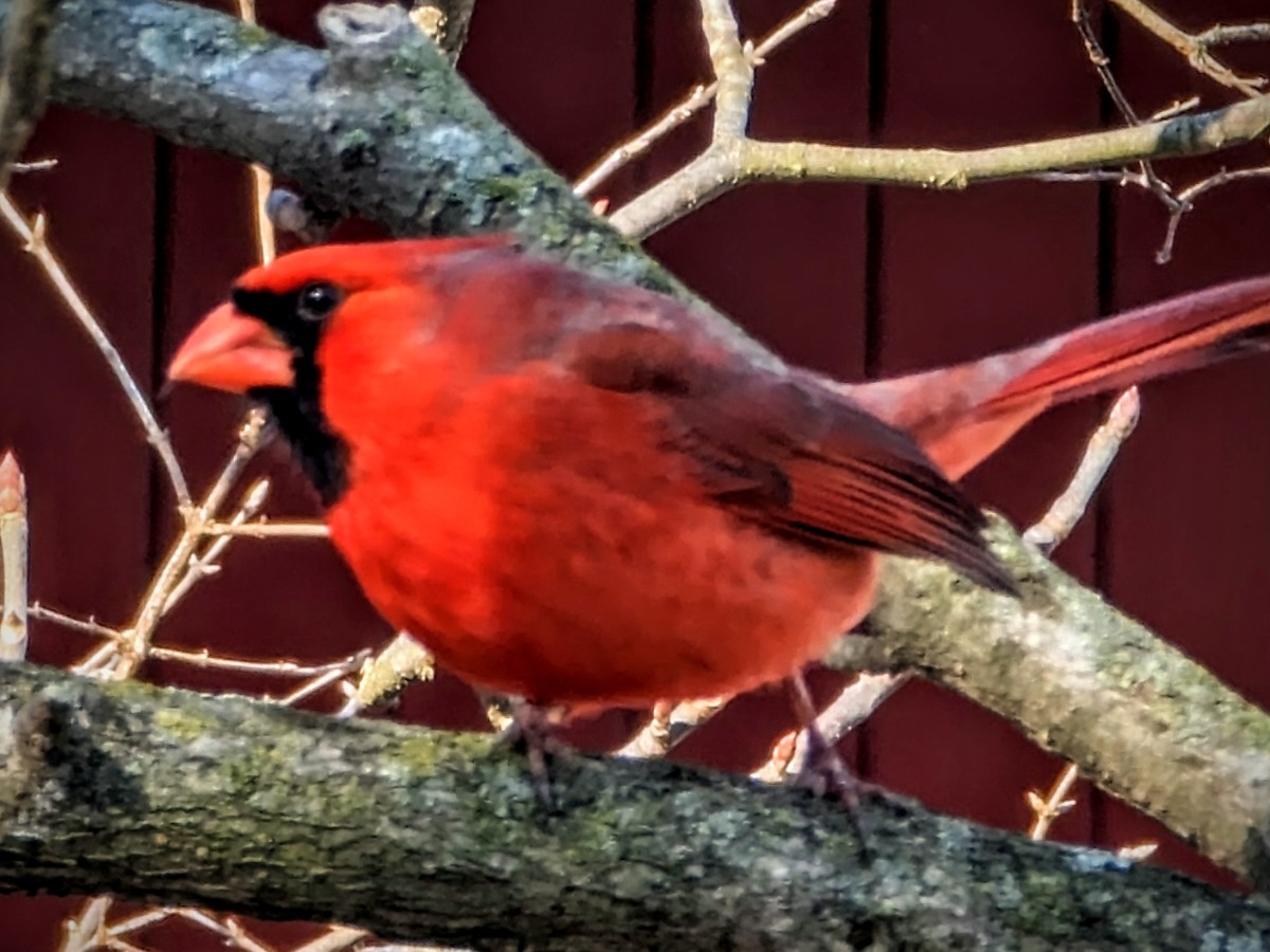 Happy Little Red Bird